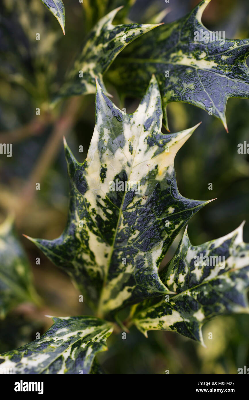 Osmanthus heterophyllus 'Tricolor' Stockfoto