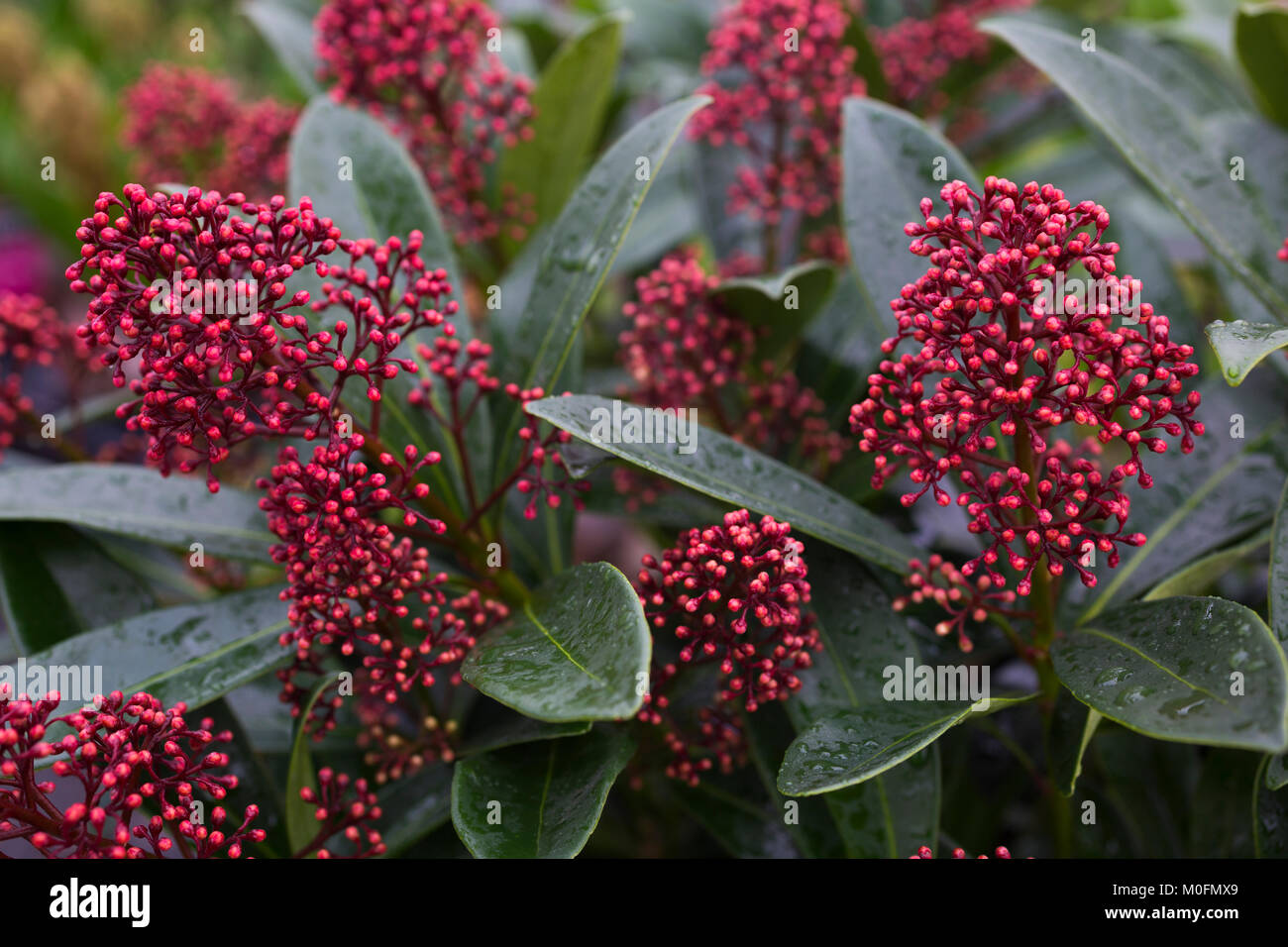Skimmia japonica 'Rubella' Stockfoto