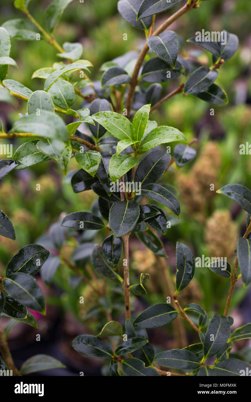 Osmanthus x burkwoodii Stockfotografie Alamy