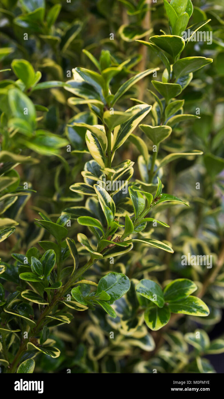 Buxus kann man 'goldenen Triumph' Stockfoto