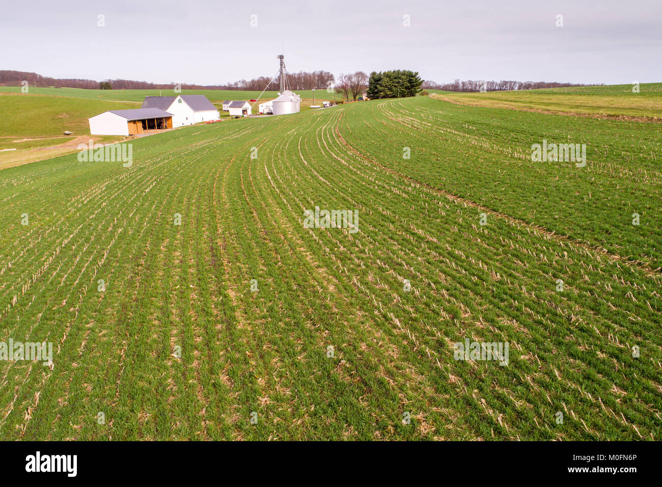Reihen von Abdeckung Getreide auf der Farm in Baltimore County Stockfoto