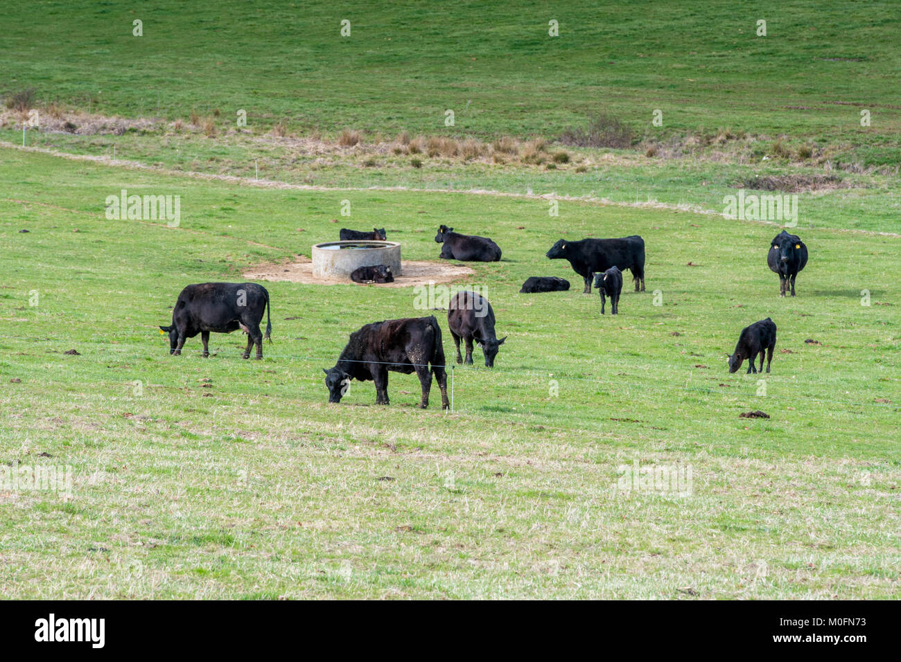 Vieh weidet gemächlich im Feld Stockfoto
