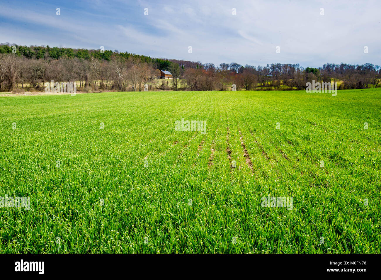 Reihen von Abdeckung Getreide schützen und bereichern die Böden, auf Baltimore County Farm. Stockfoto