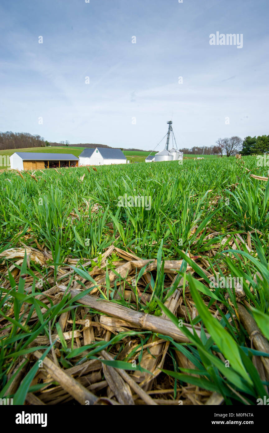 Nahaufnahme von Deckpflanzen Schutz Boden in Baltimore County Stockfoto