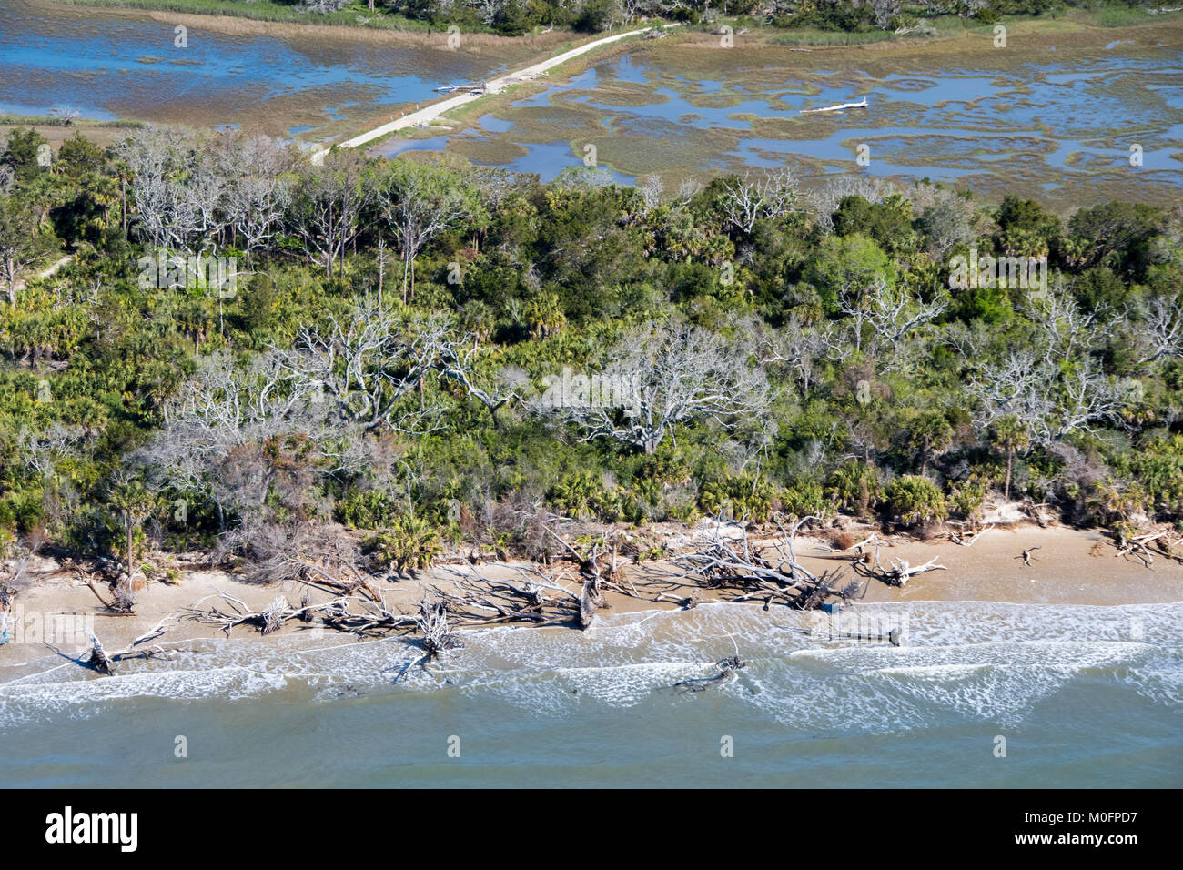 Erodiert Strand mit drift wood und gefallene Bäume übersät, South Carolina Stockfoto
