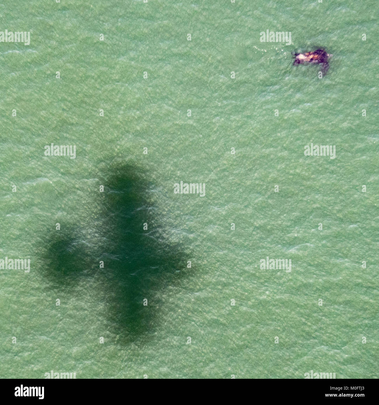 Schatten des Wasserflugzeug schwebt Neben Leatherback Sea Turtle in Meer Wasser, South Carolina Stockfoto