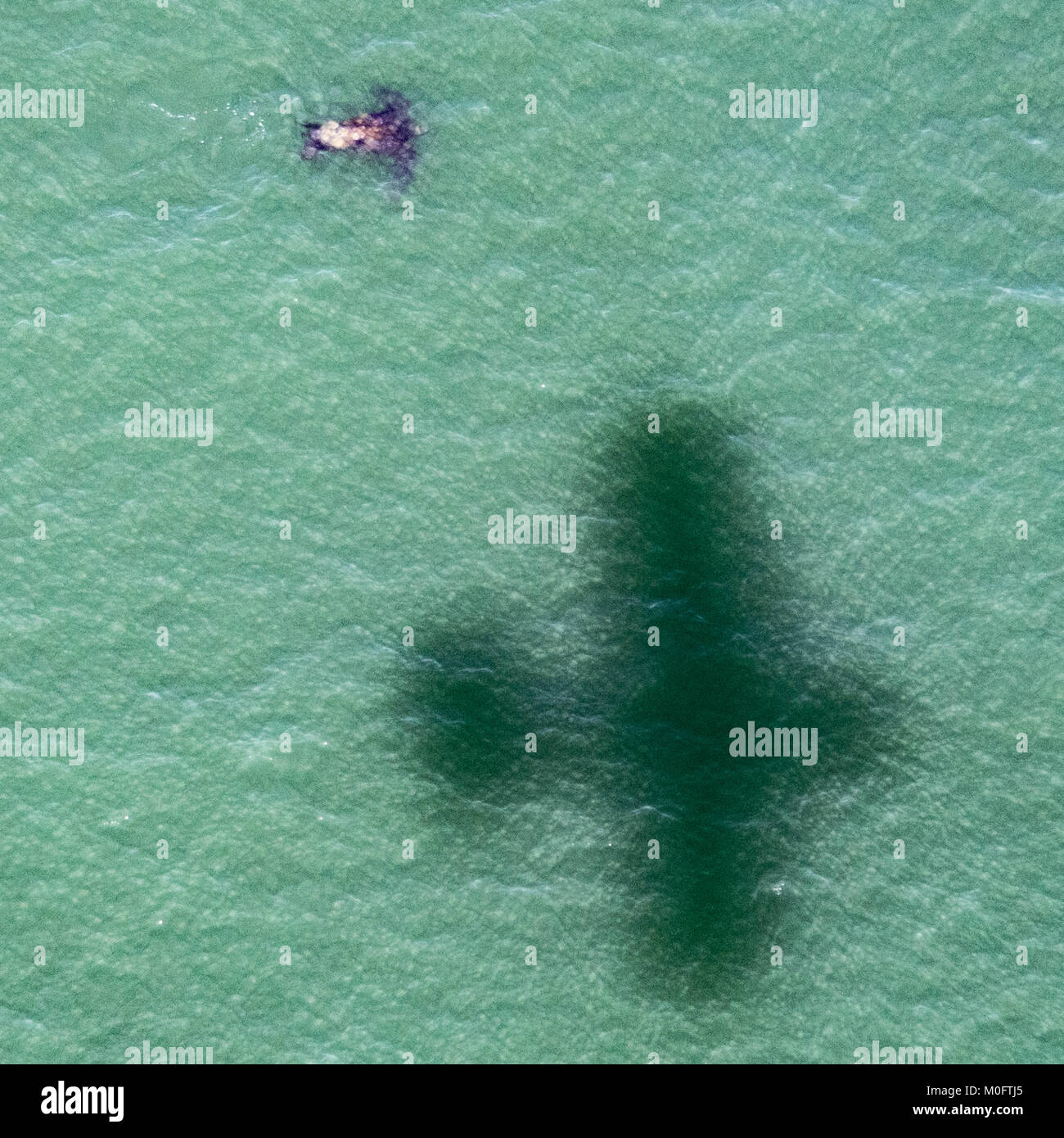 Schatten des Wasserflugzeug schwebt Neben Leatherback Sea Turtle in Meer Wasser, South Carolina Stockfoto