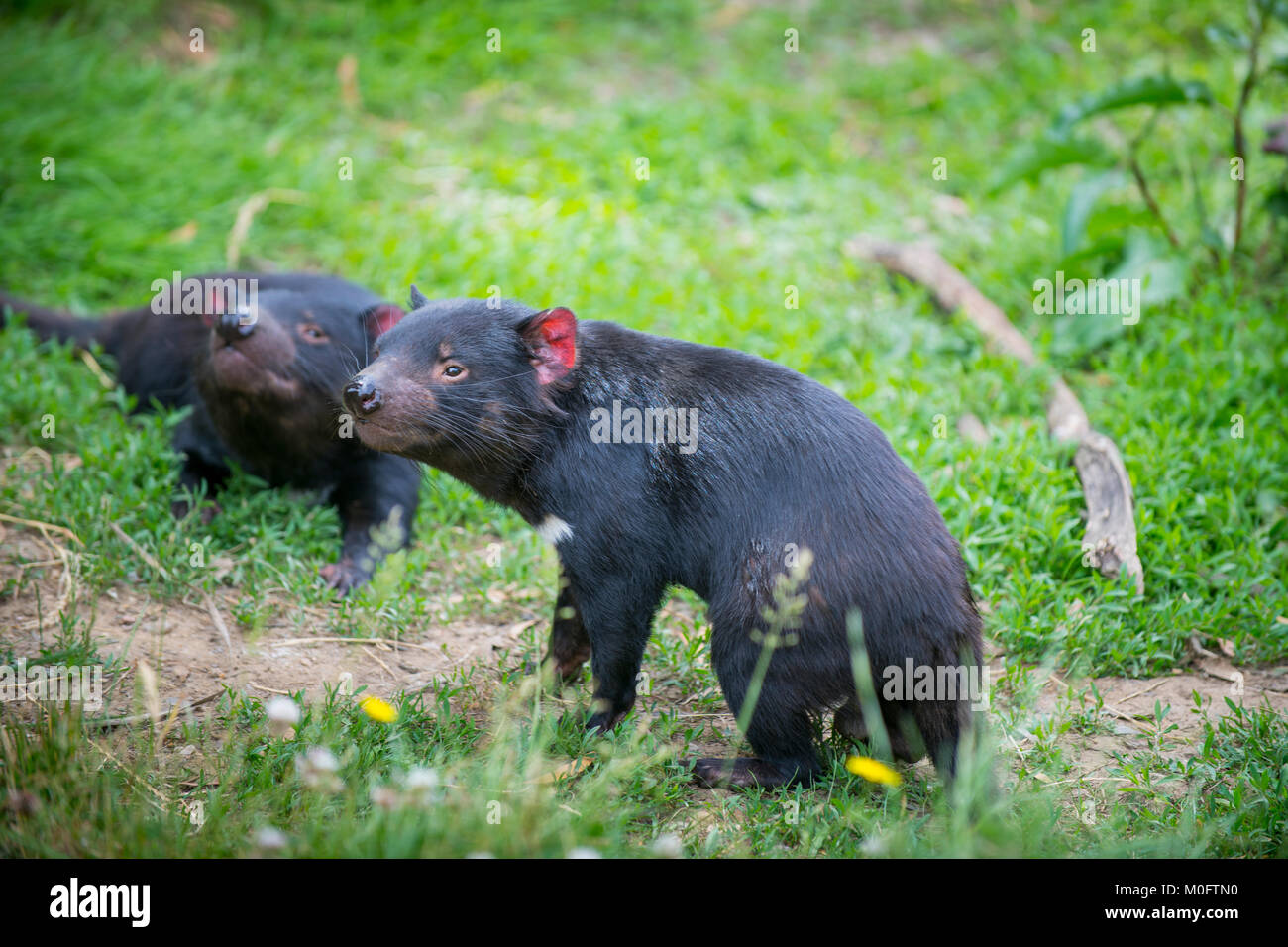 teufel biss stockfotos und bilder kaufen alamy