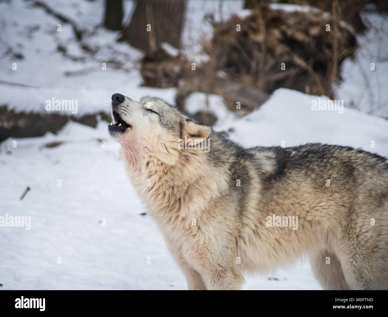 wolf heult im Winter Stockfoto