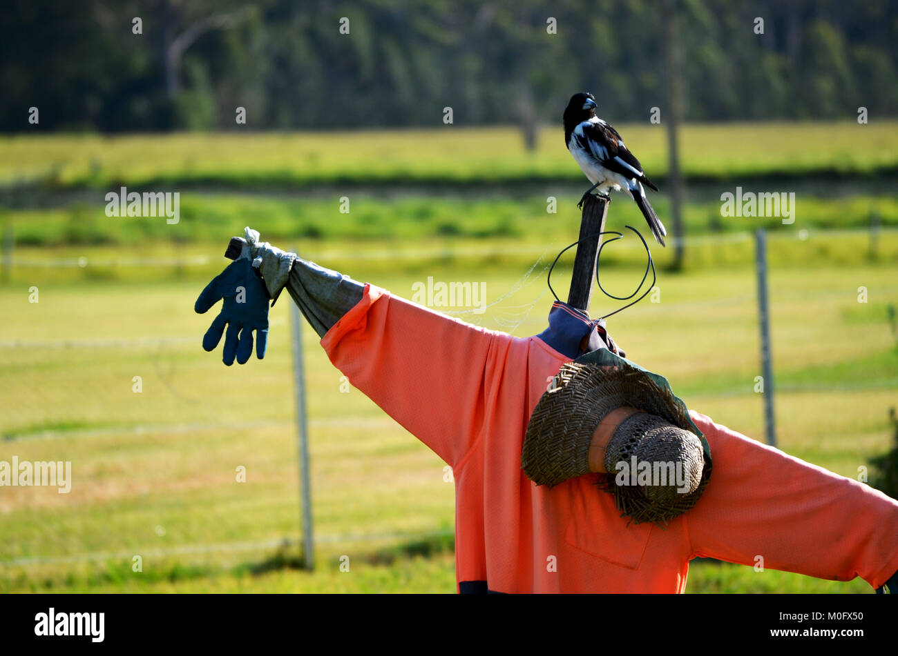Vogelscheuche im Feld Stockfoto