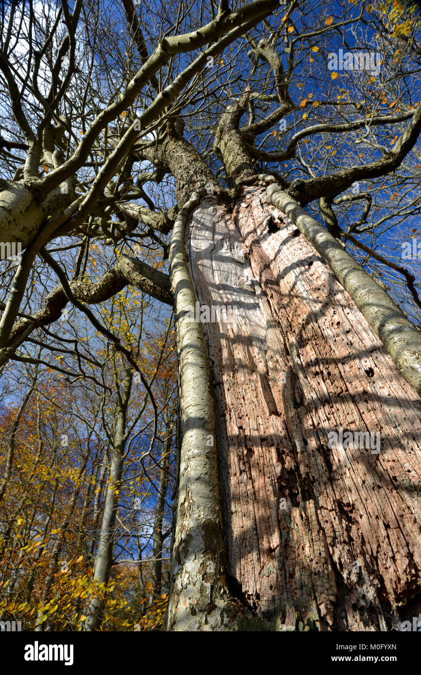 Wild Service Baum - Sorbus torminalis, Stoke Holz, Oxfordshire. Stockfoto