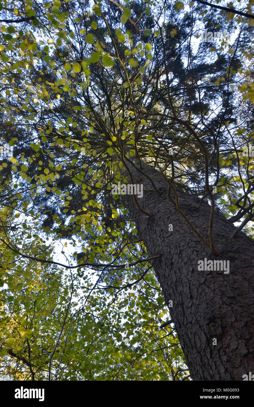Gemischte Herbst woodland Canopy, Stoke Holz, Oxfordshire. Stockfoto