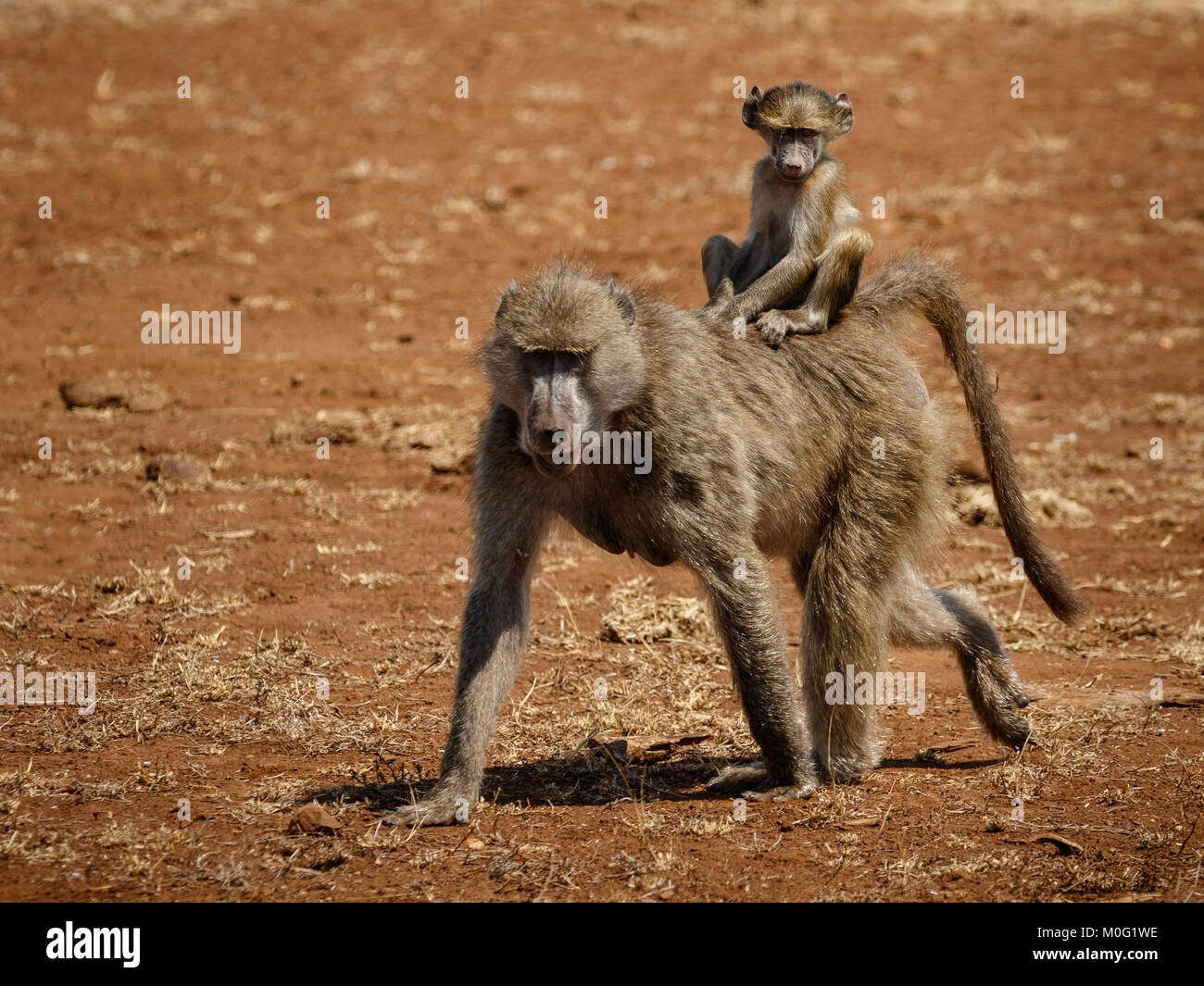 Pavian mit Jungen auf der Rückseite Stockfoto