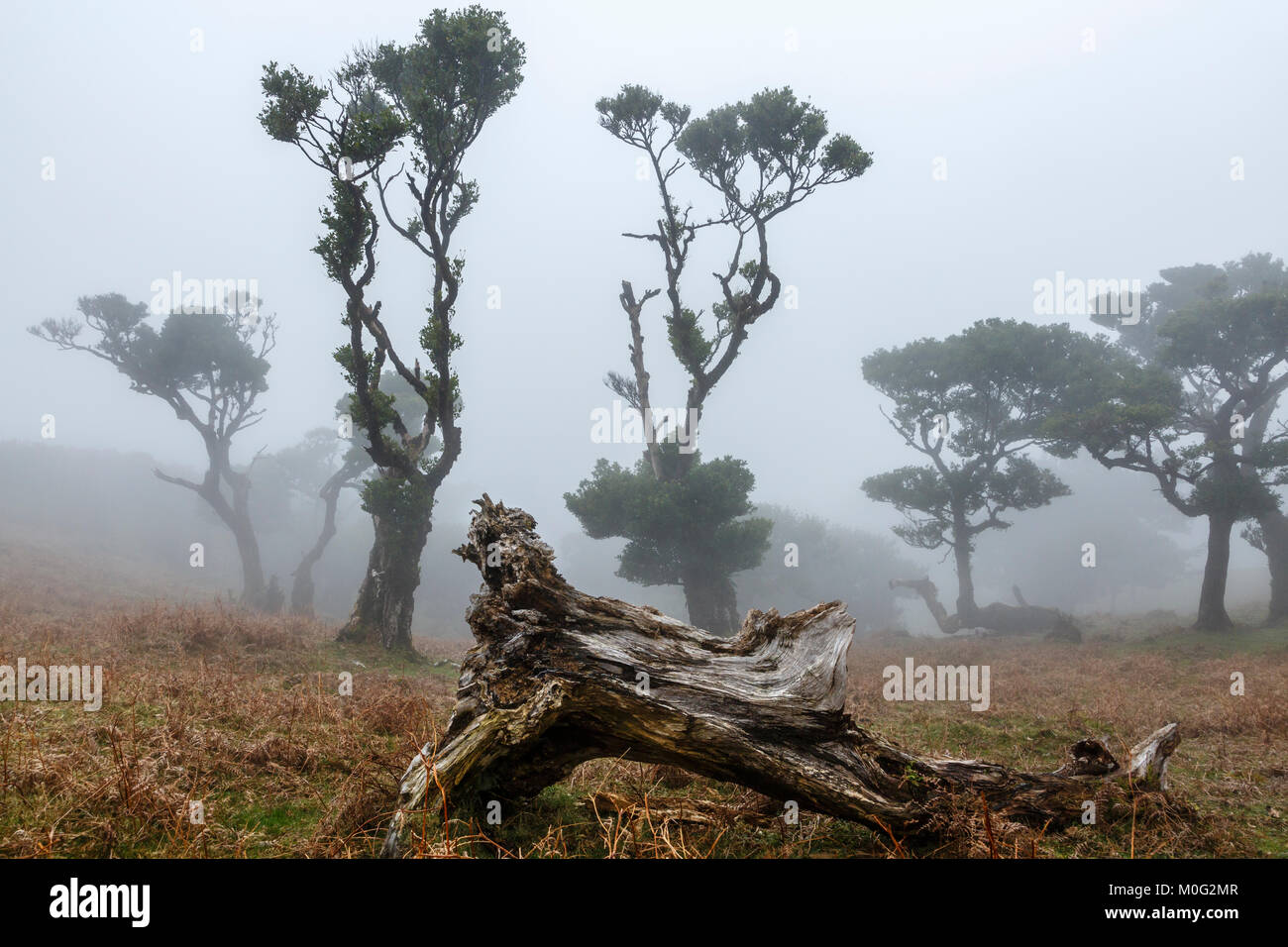 Alten Lorbeerwald Mountain Mist, Fanal, Madeira Stockfoto