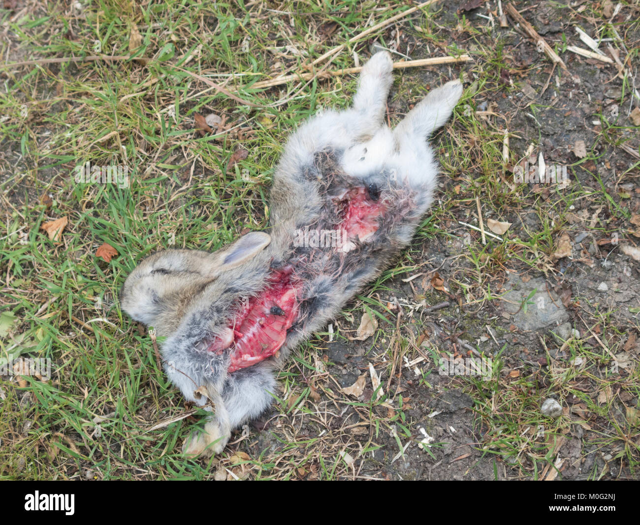 Toten wilden Europäischen Kaninchen (Oryctolagus cuniculus), Großbritannien Stockfoto