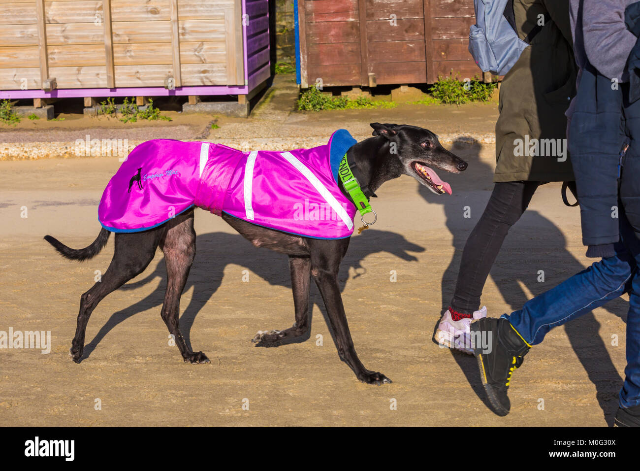 Paar nehmen eine Ex-racing Greyhound mit freundlichen am Kragen für einen Spaziergang entlang der Promenade an der Bournemouth, Dorset UK im Januar Stockfoto