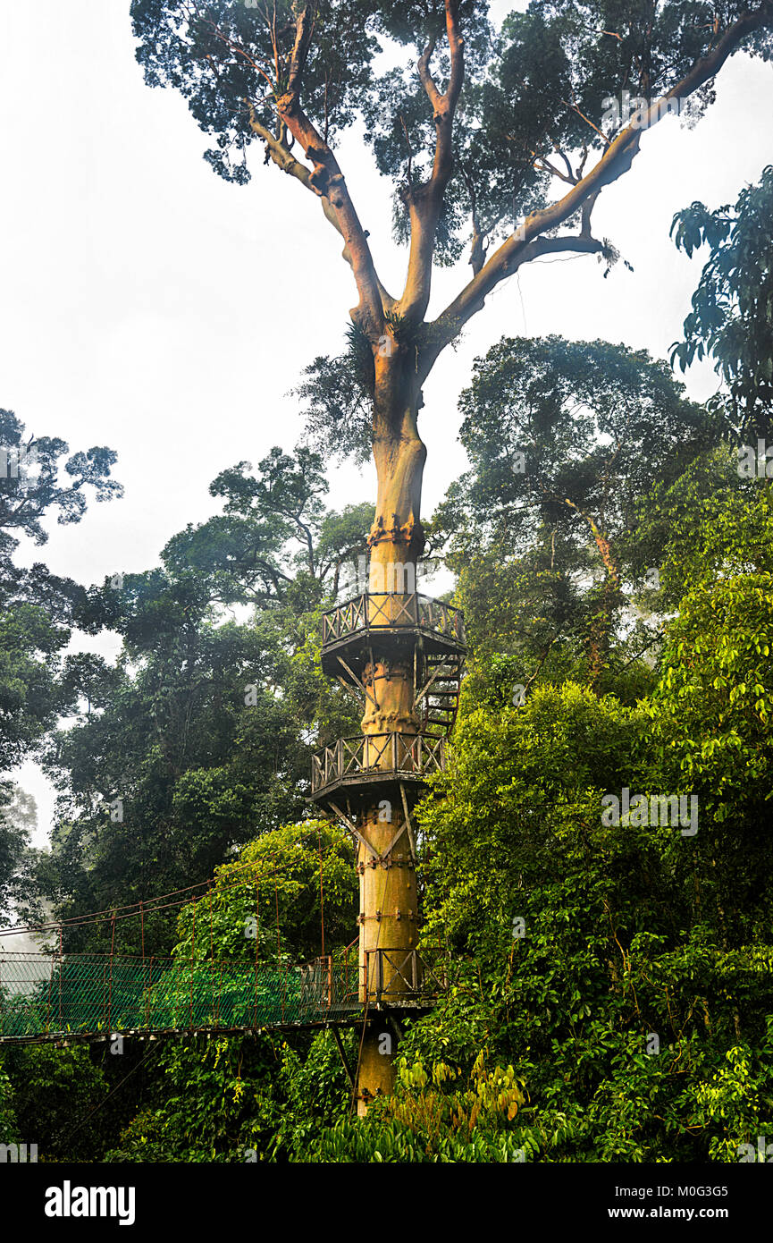 Canopy Walkway und Beobachtungsplattformen in der Danum Valley Conservation Area, Borneo, Sabah, Malaysia Stockfoto