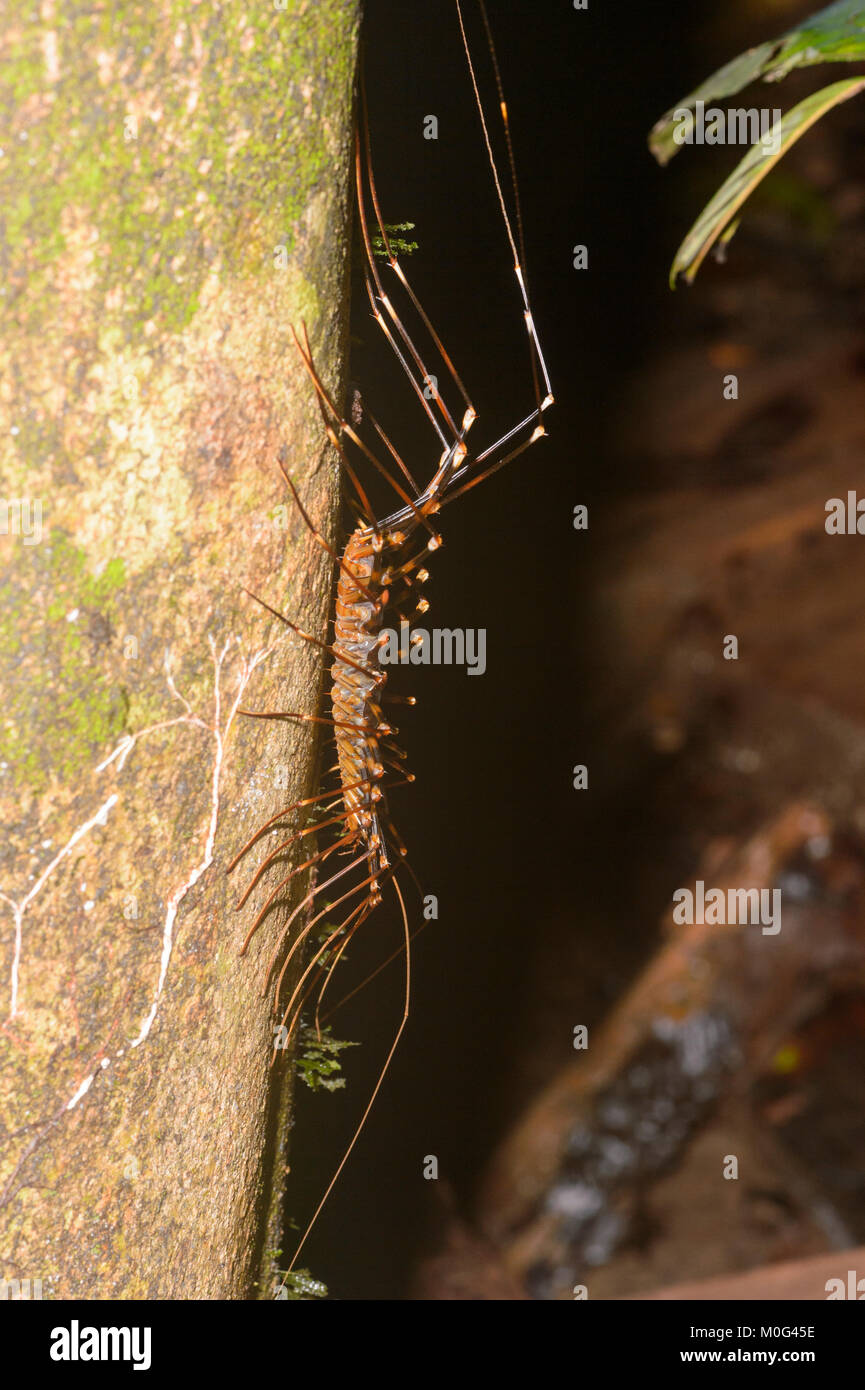 Langbeinige Tausendfüßler (Scutigera sp.), Danum Valley Conservation Area, Borneo, Sabah, Malaysia Stockfoto