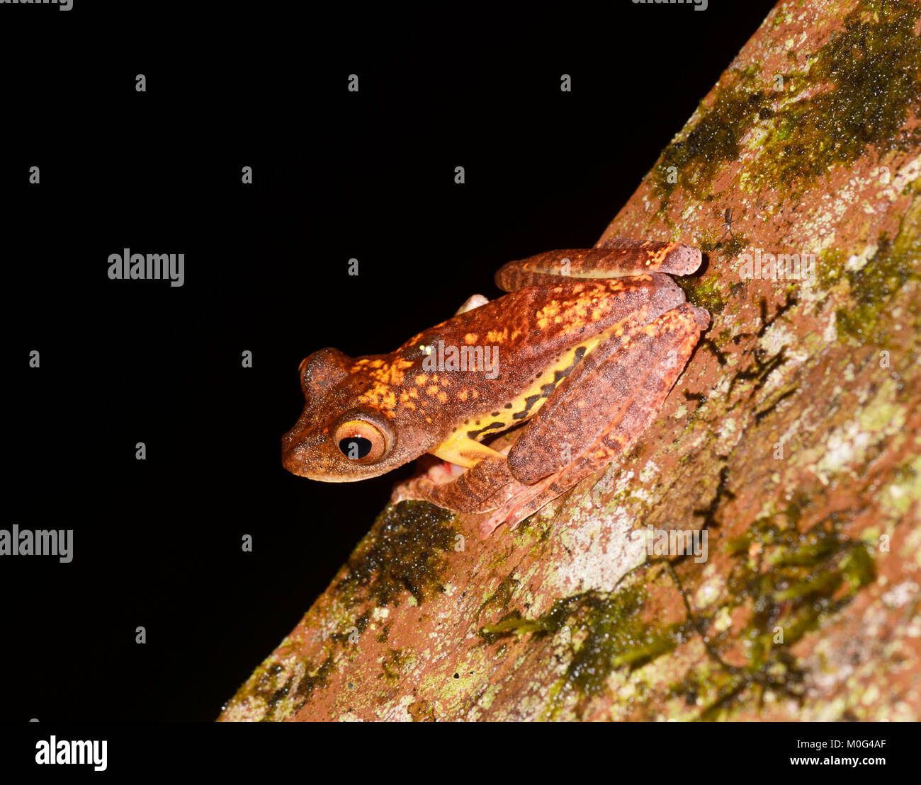 Harlekin Frosch (Rhacophorus pardalis), Danum Valley Conservation Area, Borneo, Sabah, Malaysia Stockfoto