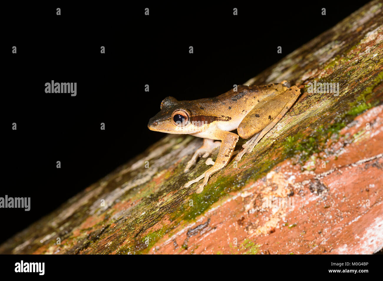 Dark-eared Frosch (Polypedates macrotis), Danum Valley Conservation Area, Borneo, Sabah, Malaysia Stockfoto