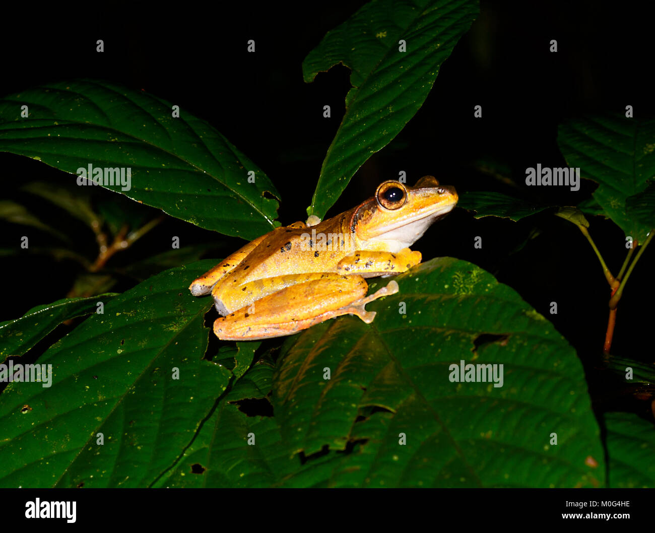 Dark-eared Frosch (Polypedates macrotis), Danum Valley Conservation Area, Borneo, Sabah, Malaysia Stockfoto