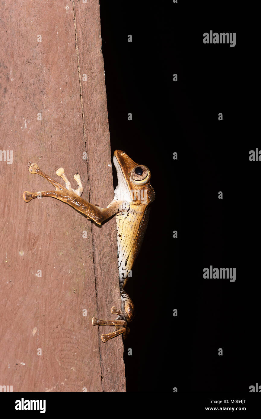 Datei-eared Laubfrosch (Polypedates otilophus), Danum Valley Conservation Area, Borneo, Sabah, Malaysia Stockfoto