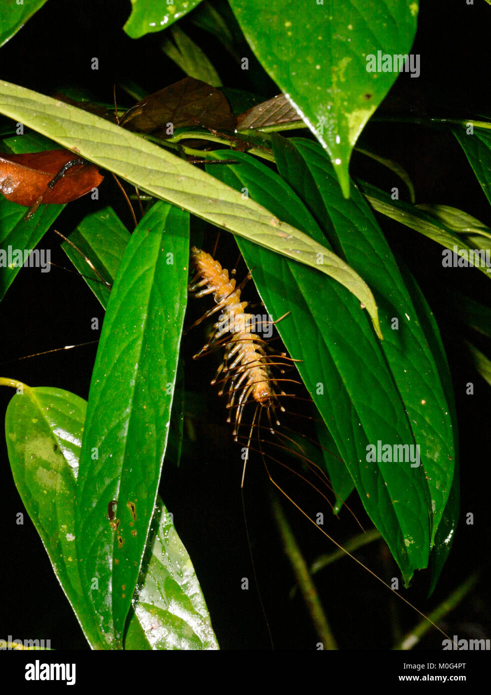 Langbeinige Tausendfüßler (Scutigera sp.), Danum Valley Conservation Area, Borneo, Sabah, Malaysia Stockfoto