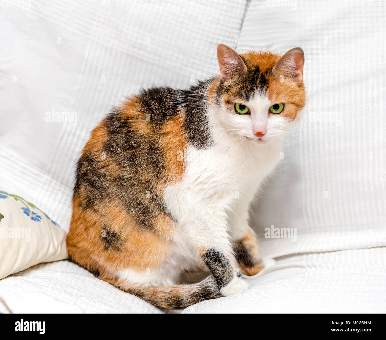 Dreifarbige Katze mit grünen Augen und roten Fleck auf der Nase sitzen auf einem weißen Sofa Stockfoto