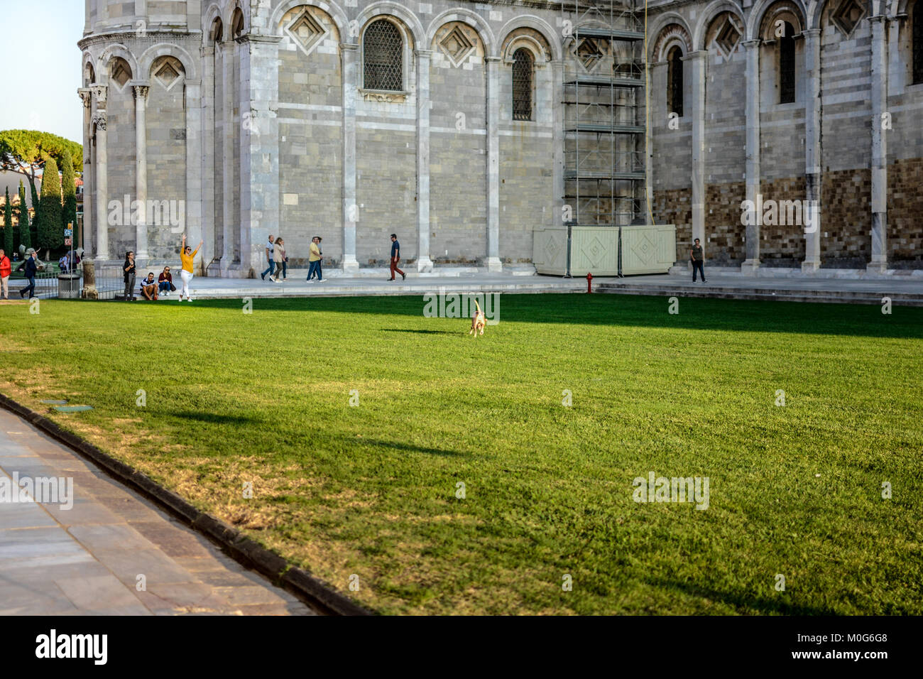 Eine junge Frau spielt mit ihrem Hund läuft locker auf dem Rasen der Pisa Kathedrale auf dem Platz der Wunder in Pisa, Italien Stockfoto