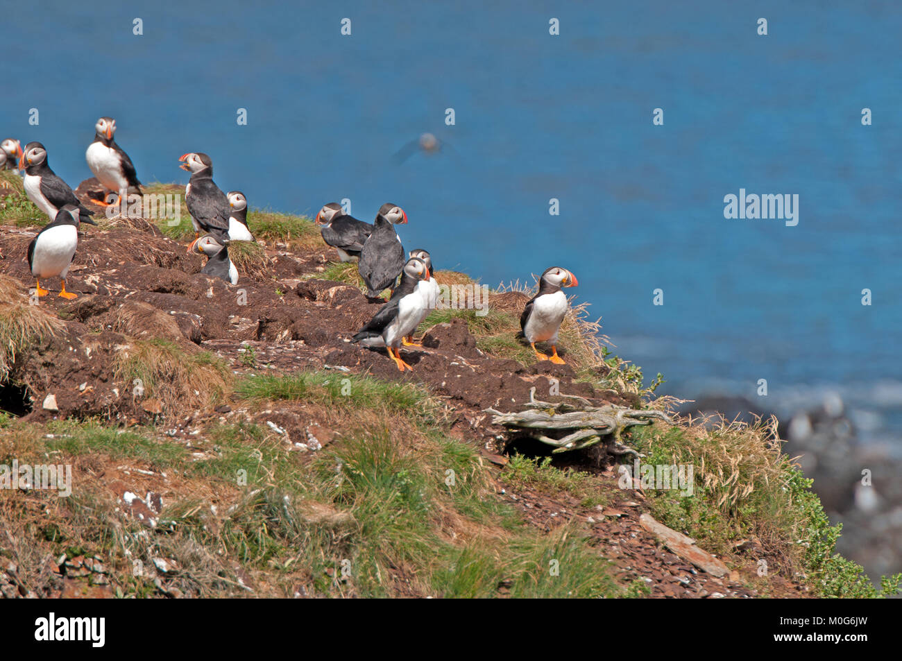Gemeinsame Papageitaucher auf einem Nest Insel in der Nähe von Elliston, Neufundland Stockfoto