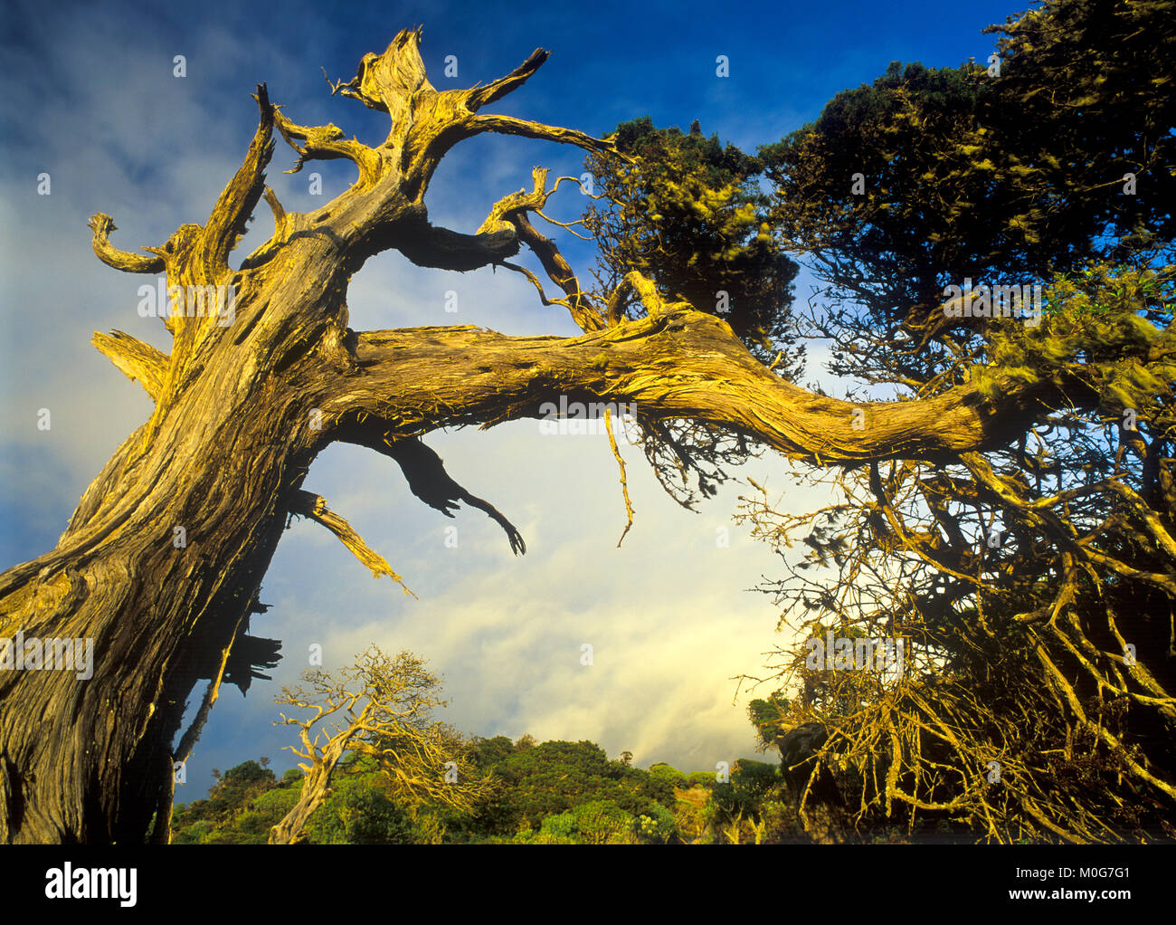 Juniperus Sabina Juniperus Sabina Stockfotos und bilder Kaufen Alamy