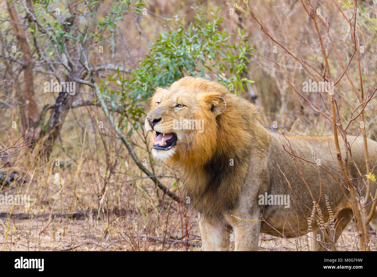 Löwe von Krüger Nationalpark, Südafrika. Afrikanische Tierwelt. Tiere in der Natur. Stockfoto
