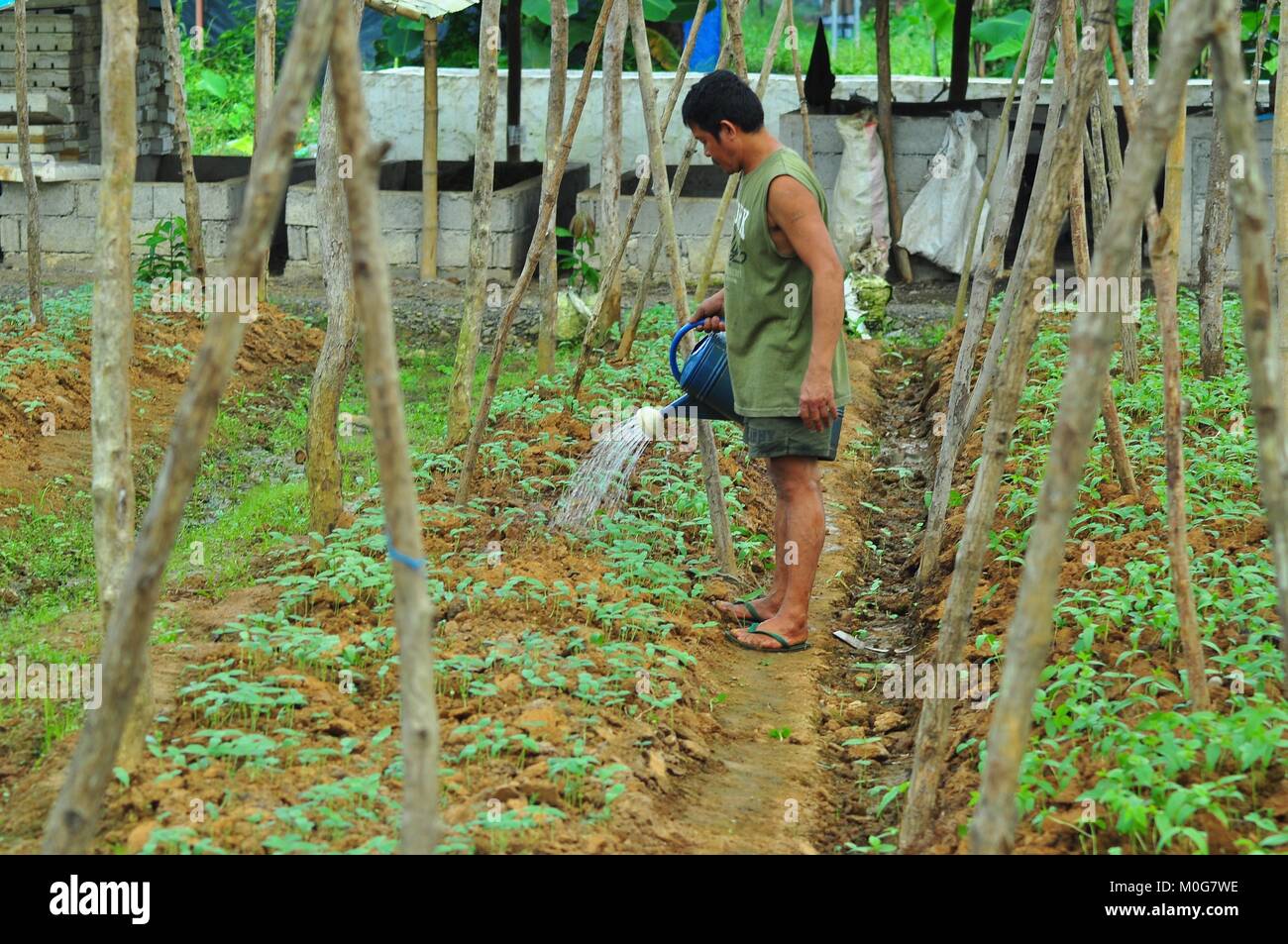 Ein 2-Hektar großen Farm, genannt die AKLAN CAA KOOPERATIVE diversifiziert und integrierter Bauernhof, liegt innerhalb der zusammengesetzten des Lagers große Jizmundo, Libas, Banga, Aklan entfernt. Es wird von einer Arbeitskraft aus regulären Soldaten und Mitglieder der zivilen Streitkräfte geographische Einheit (CAFGUs) Die AKLAN CAA KOOPERATIVE DIVERSIFIZIERTEN & integrierte landwirtschaftliche Hilfe Ernährungssicherheit, Grundeinkommen und nachhaltige Existenzgrundlage für die CAFGUs sicher kultiviert. BGEN JON N AYING quittiert die Hilfe von verschiedenen zivilgesellschaftlichen Organisationen und Büros der Regierung der Provinz Aklan. (Foto von Joseph C. Ceriales/Paci Stockfoto