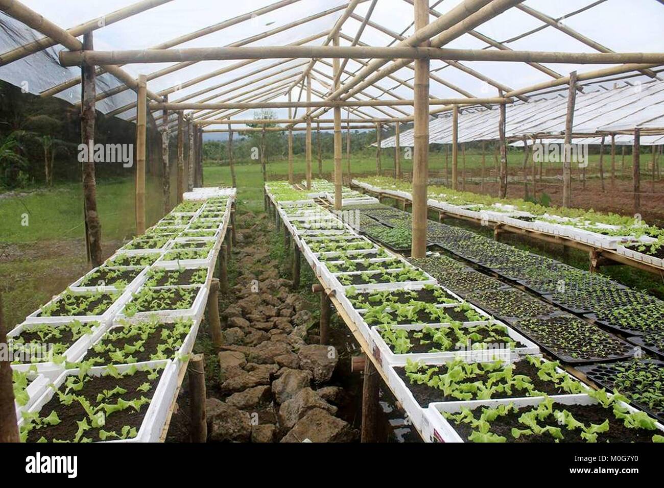 Ein 2-Hektar großen Farm, genannt die AKLAN CAA KOOPERATIVE diversifiziert und integrierter Bauernhof, liegt innerhalb der zusammengesetzten des Lagers große Jizmundo, Libas, Banga, Aklan entfernt. Es wird von einer Arbeitskraft aus regulären Soldaten und Mitglieder der zivilen Streitkräfte geographische Einheit (CAFGUs) Die AKLAN CAA KOOPERATIVE DIVERSIFIZIERTEN & integrierte landwirtschaftliche Hilfe Ernährungssicherheit, Grundeinkommen und nachhaltige Existenzgrundlage für die CAFGUs sicher kultiviert. BGEN JON N AYING quittiert die Hilfe von verschiedenen zivilgesellschaftlichen Organisationen und Büros der Regierung der Provinz Aklan. (Foto von Joseph C. Ceriales/Paci Stockfoto