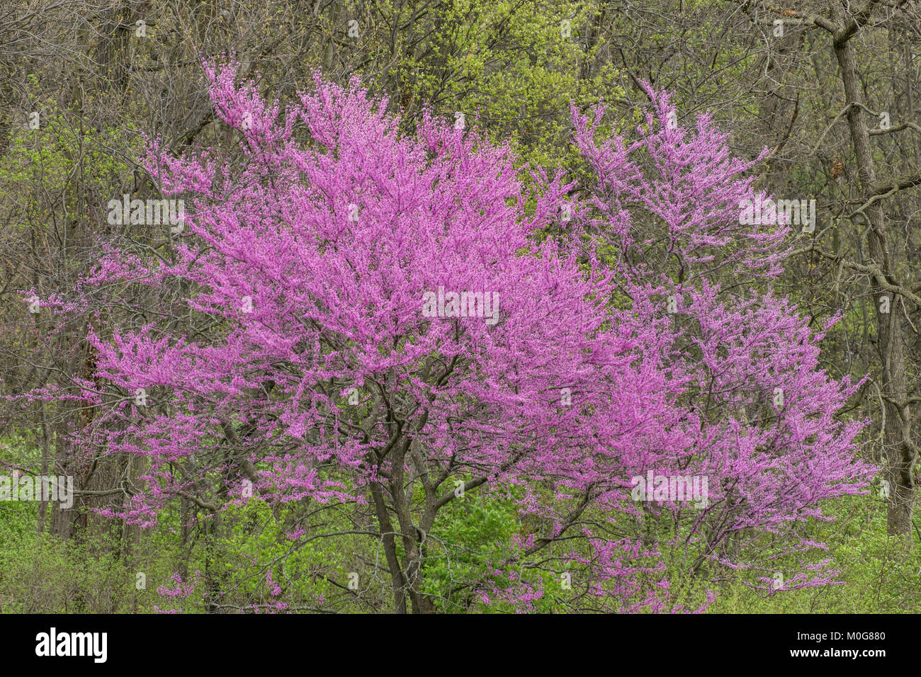 Östliche Redbud Baum in voller Blüte. Stockfoto