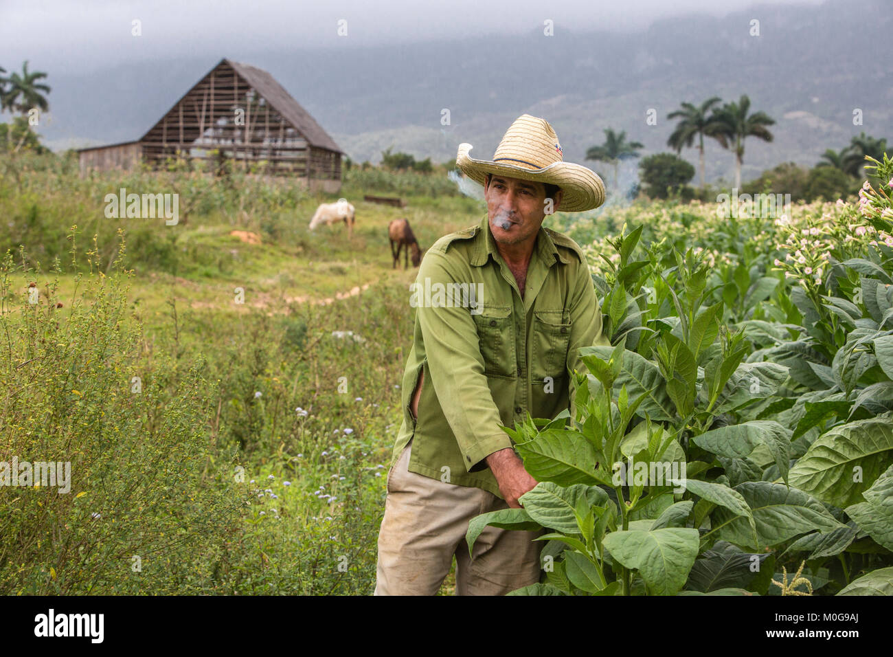 Tabak Bauer im Tal von Vinales, Kuba Stockfoto