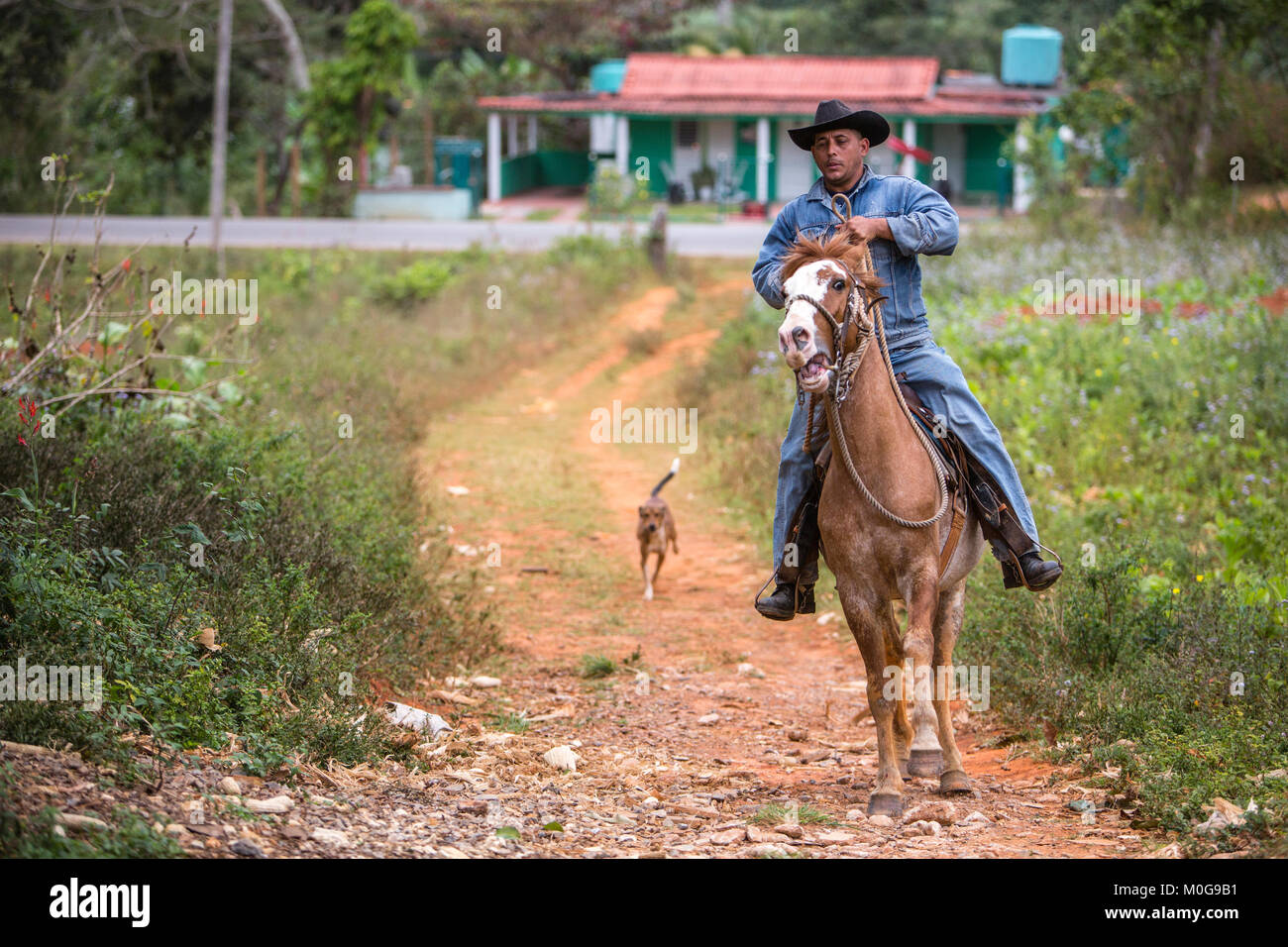 Cowboy zu Pferd im Tal von Vinales, Kuba Stockfoto