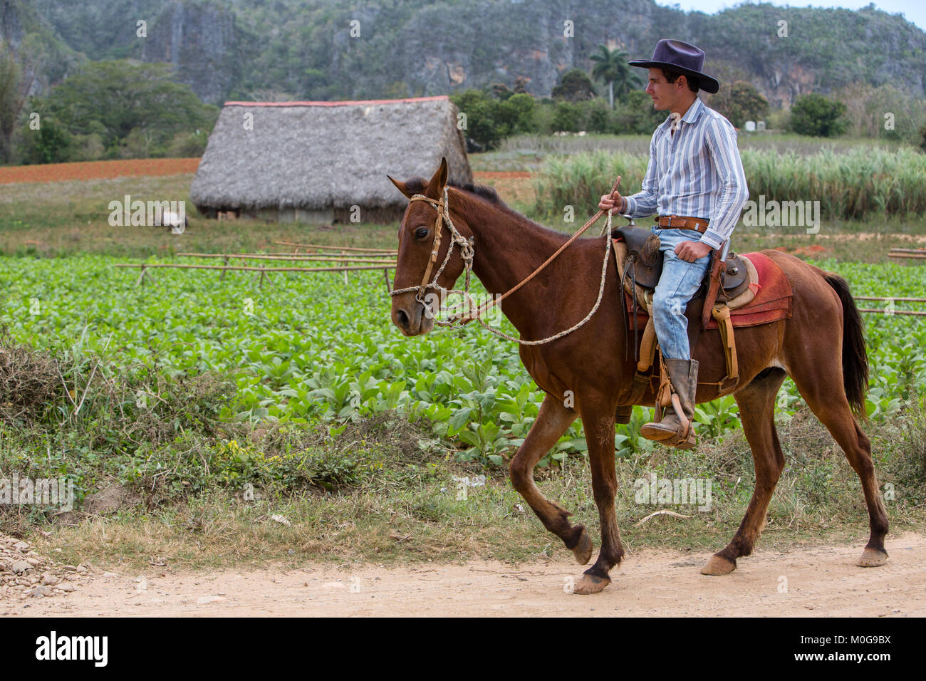 Cowboy zu Pferd im Tal von Vinales, Kuba Stockfoto