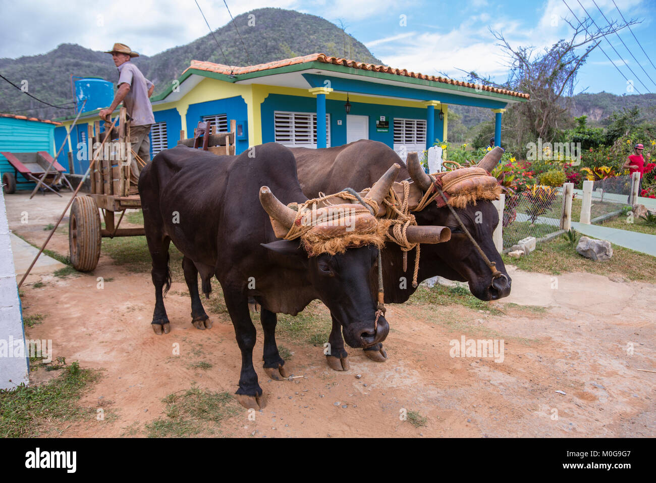 Rinder Transport im Tal von Vinales, Kuba Stockfoto