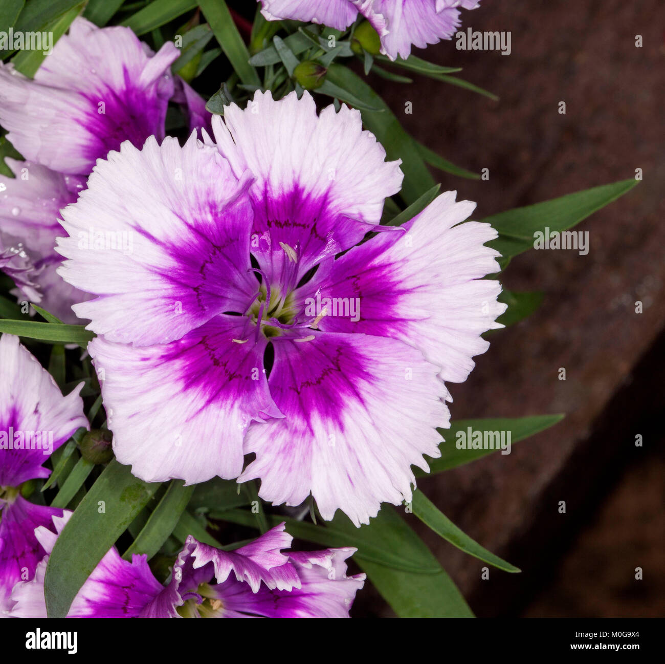 Ungewöhnliche Mauve und weiße Blume und grüne Blätter der Pflanze Dianthus barbatus, Sweet William, Stockfoto