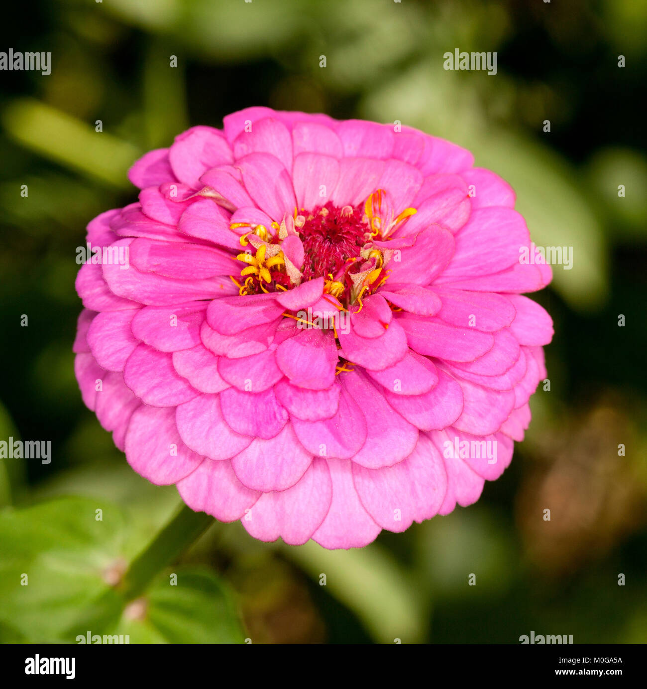Atemberaubend lebendige rosa Blume von Zinnia gegen den Hintergrund der hellgrünen Blätter Stockfoto