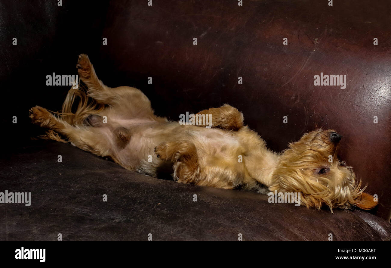 Kleine tan-farbige Hund schläft auf einem braunen Ledersofa, Bild im Querformat Stockfoto