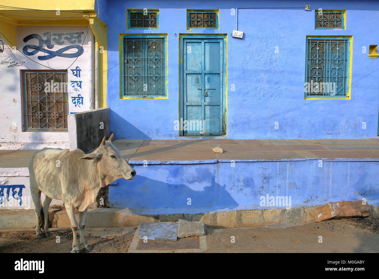 CHITTORGARH, Rajasthan, Indien - Dezember 13, 2017: Street Scene mit einer Kuh vor einem farbenfrohen traditionellen Haus posing Stockfoto