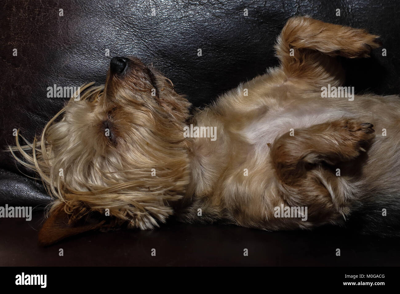 Kleine tan-farbige Hund schläft auf einem braunen Ledersofa, Bild im Querformat Stockfoto