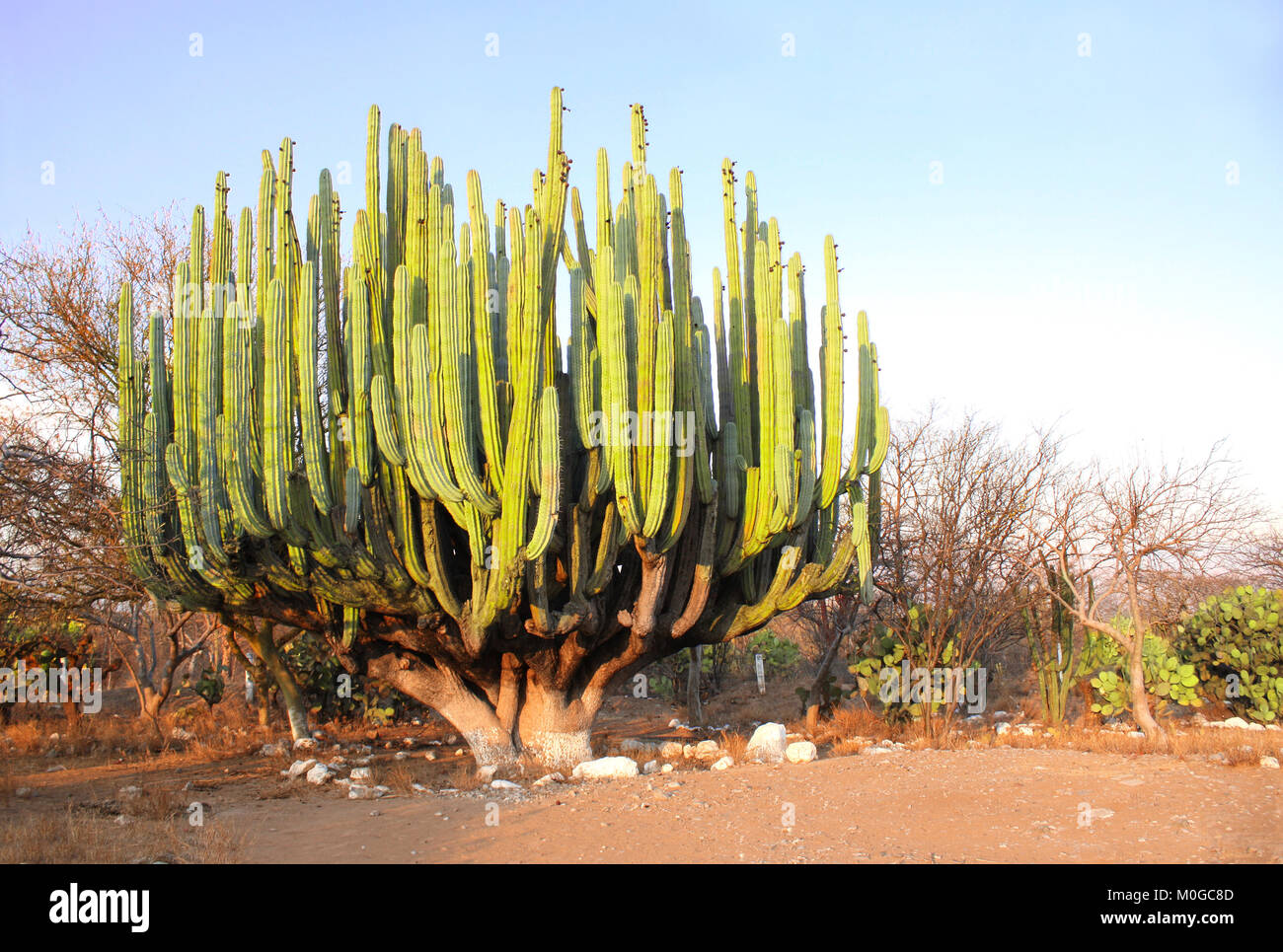 korbmarante kaufen Calathea orbifolia kaufen