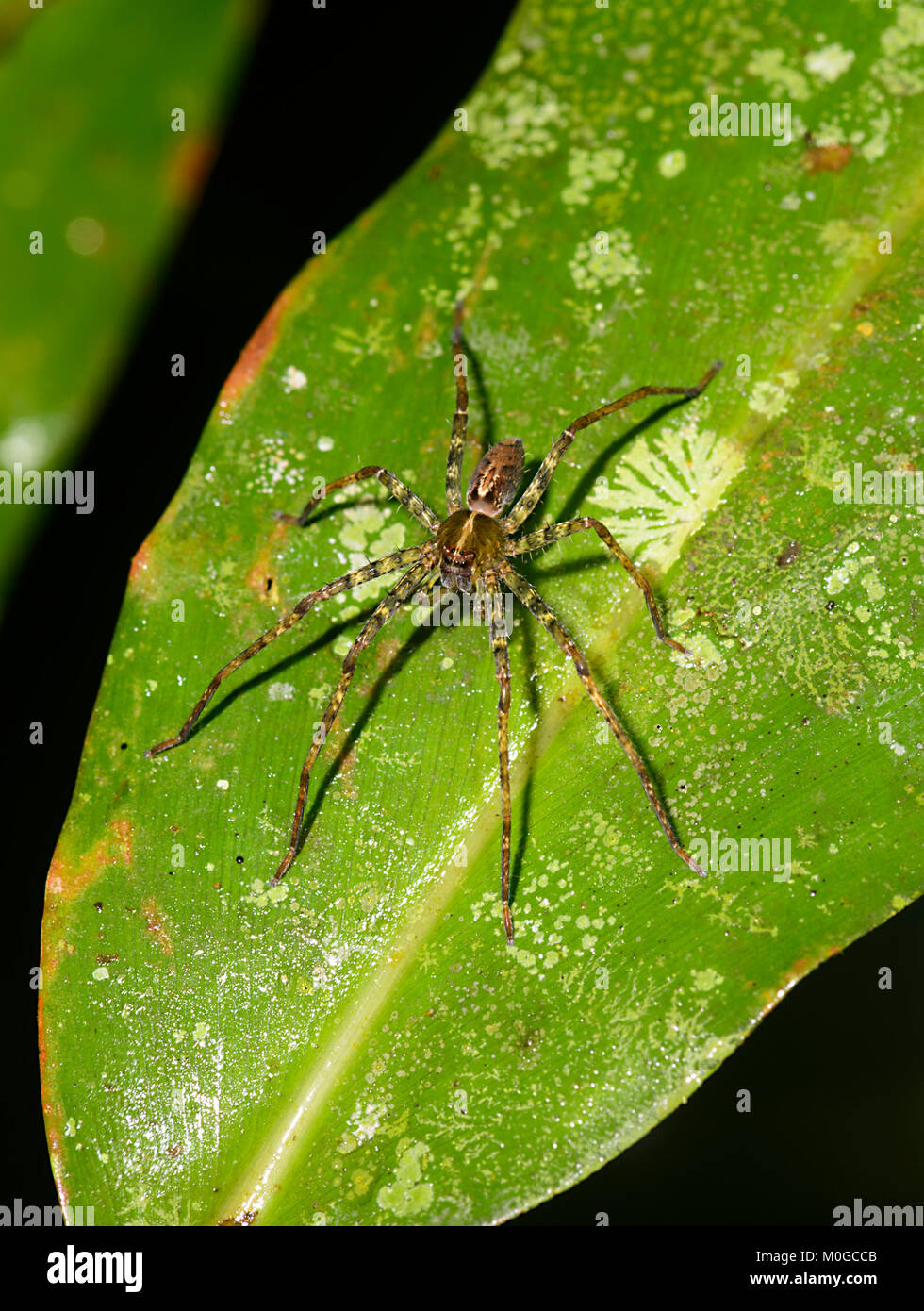 Huntsman Spider auf ein Blatt im Urwald, Danum Valley Conservation Area, Borneo, Sabah, Malaysia Stockfoto