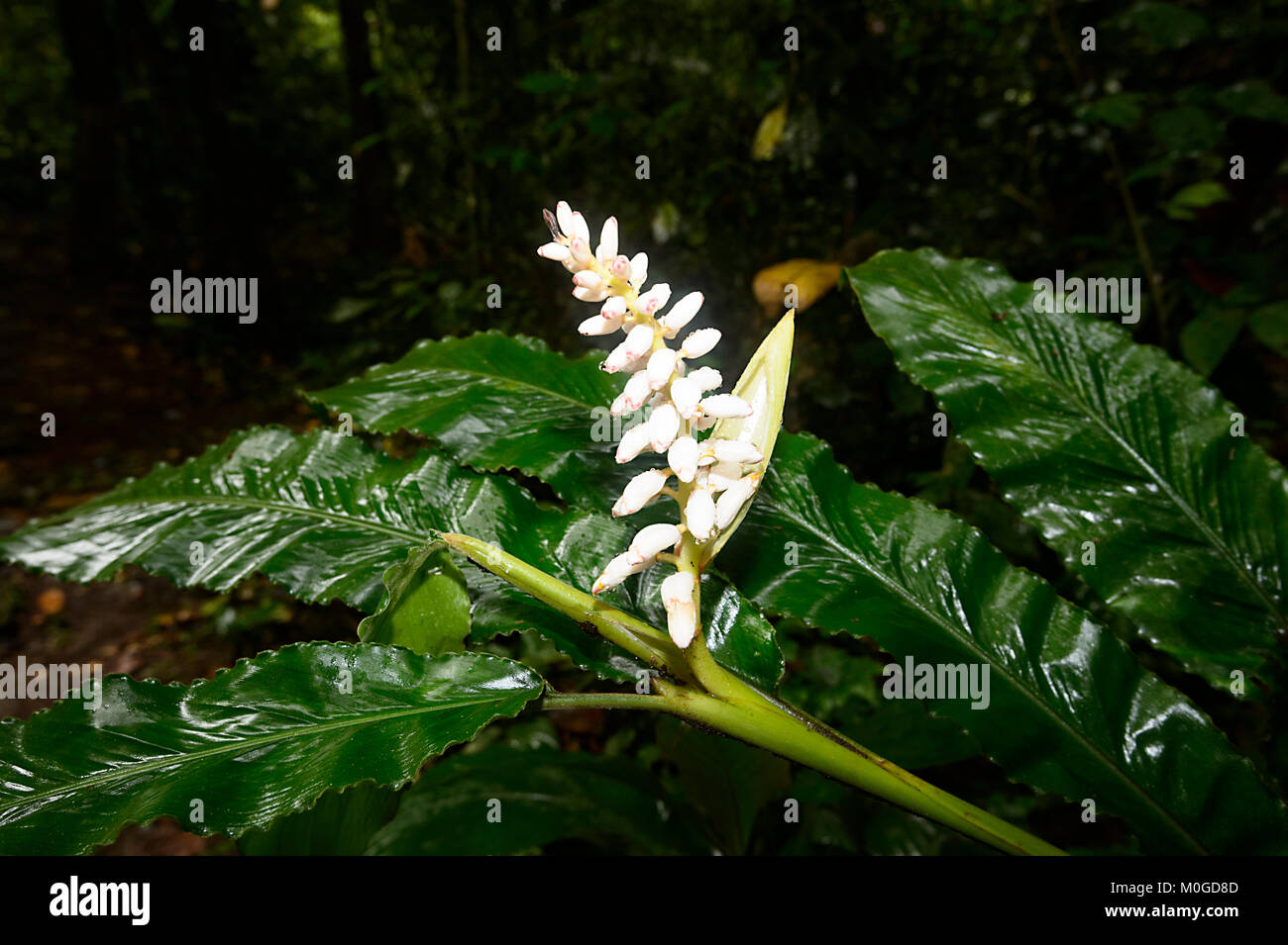 Wild Ginger wachsen in der primären Regenwald, Danum Valley Conservation Area, Borneo, Sabah, Malaysia Stockfoto