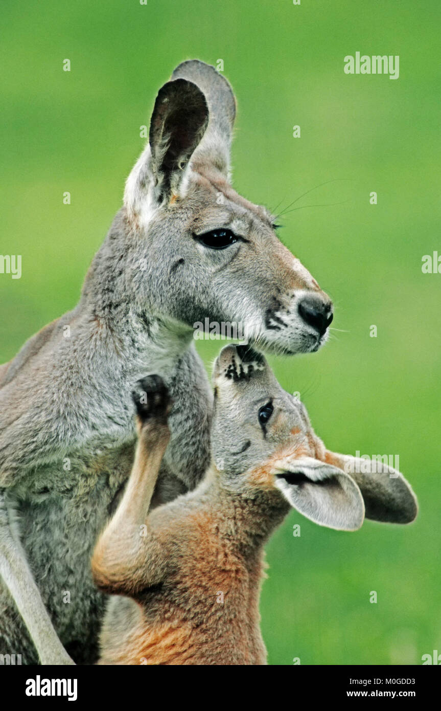 Rote Känguru, Weibchen mit Jungen/(Macropus rufus) | Rotes Riesenkaenguru, Weibchen mit Jungtier (Macropus rufus) Stockfoto