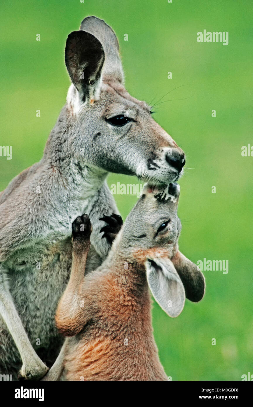 Rote Känguru, Weibchen mit Jungen/(Macropus rufus) | Rotes Riesenkaenguru, Weibchen mit Jungtier (Macropus rufus) Stockfoto