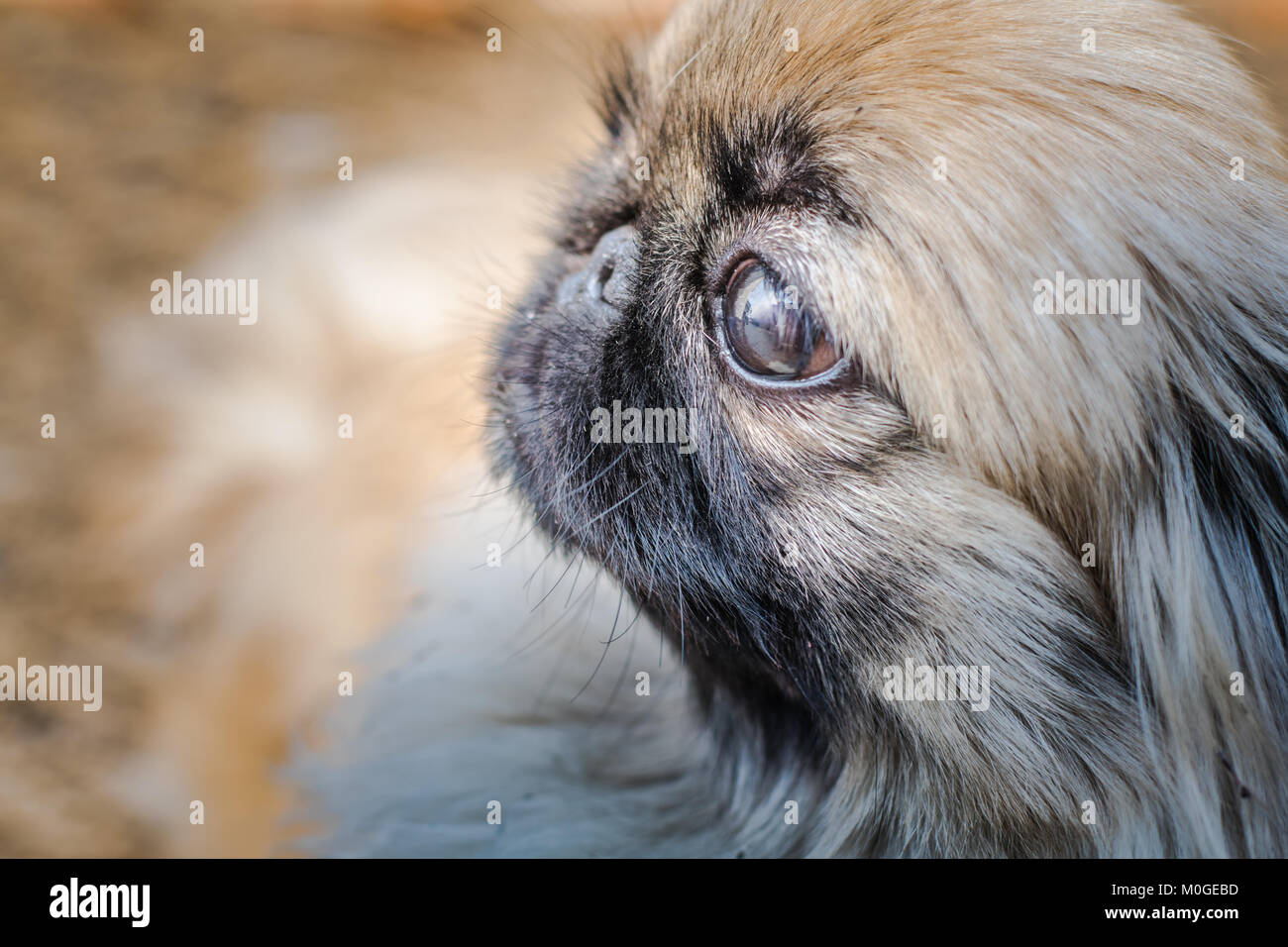 Closeup Schuss pekingese oder Löwe Hund, eine uralte Rasse Hund Spielzeug  aus China. Auf der linken Seite Stockfotografie - Alamy